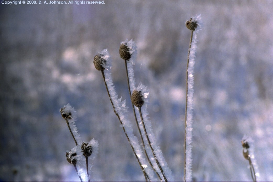 Vapor deposition ice on yellow coneflower seed heads, Nov.2000, McMahon Road, Near Eyota, MN, USA