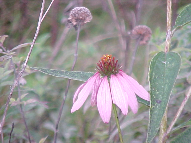 Pale Purple Coneflower