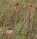 Prairie Free