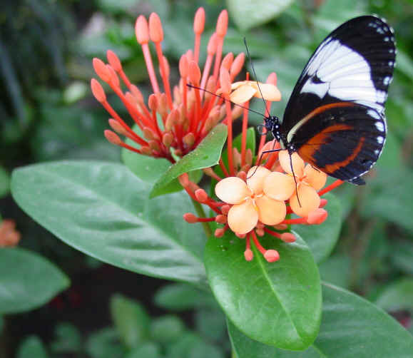 butterfly01.jpg (409414 bytes)