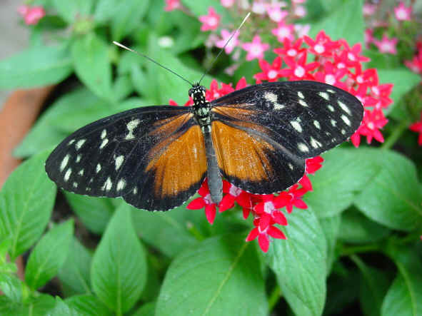 butterfly02.jpg (482809 bytes)