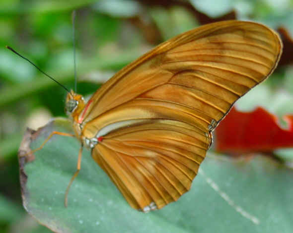 butterfly03.jpg (350226 bytes)