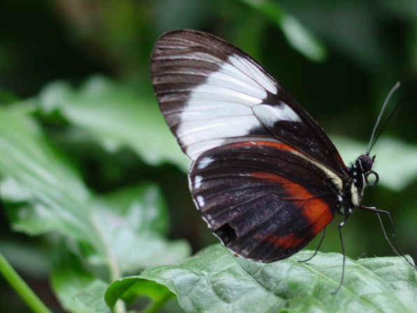 butterfly04.jpg (402435 bytes)
