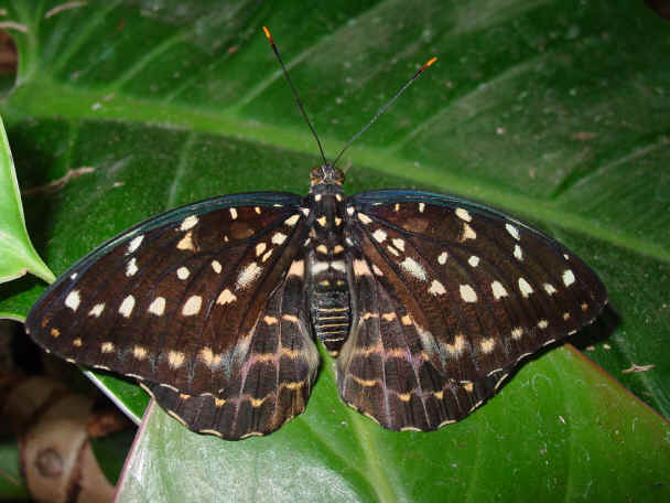 moth01.jpg (586229 bytes)