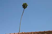 palm