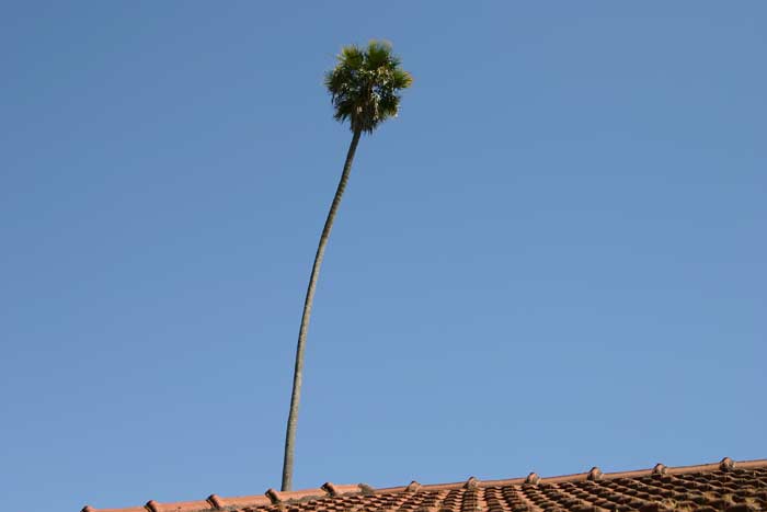 palm
