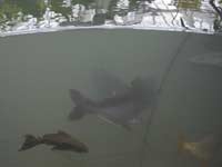 fish
