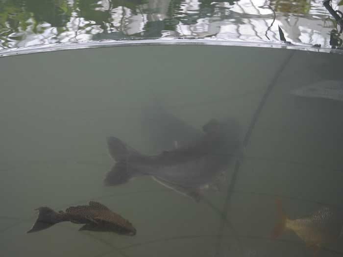 fish