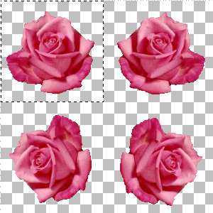Rose copy and paste