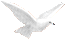 Dove