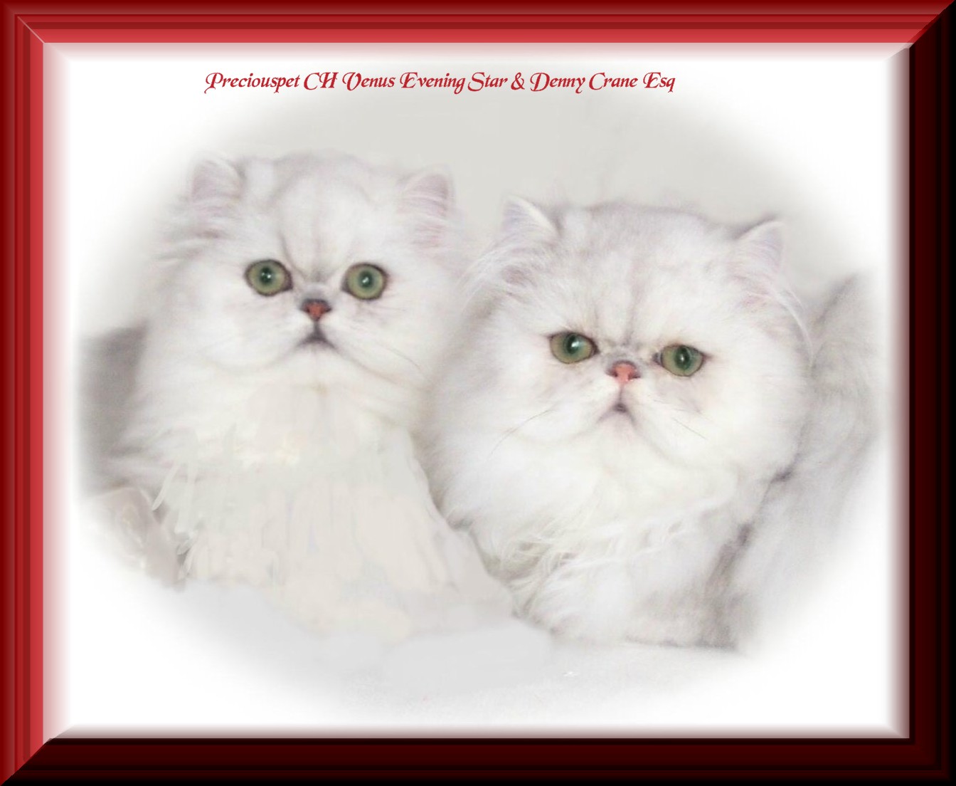 CH Preciouspet Venus & Denny