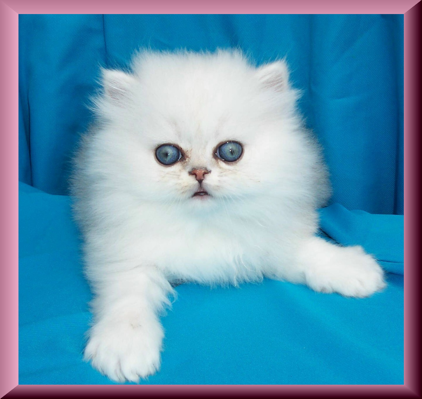 Poppy-6wks
