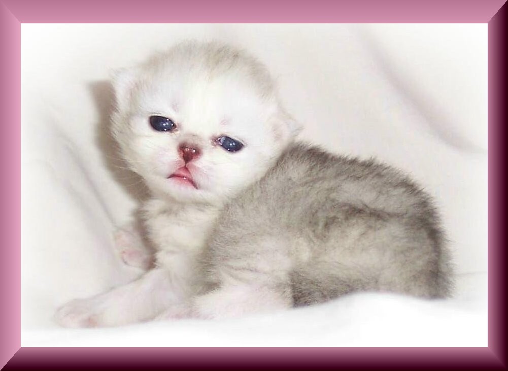 Poppy-age 2 wks