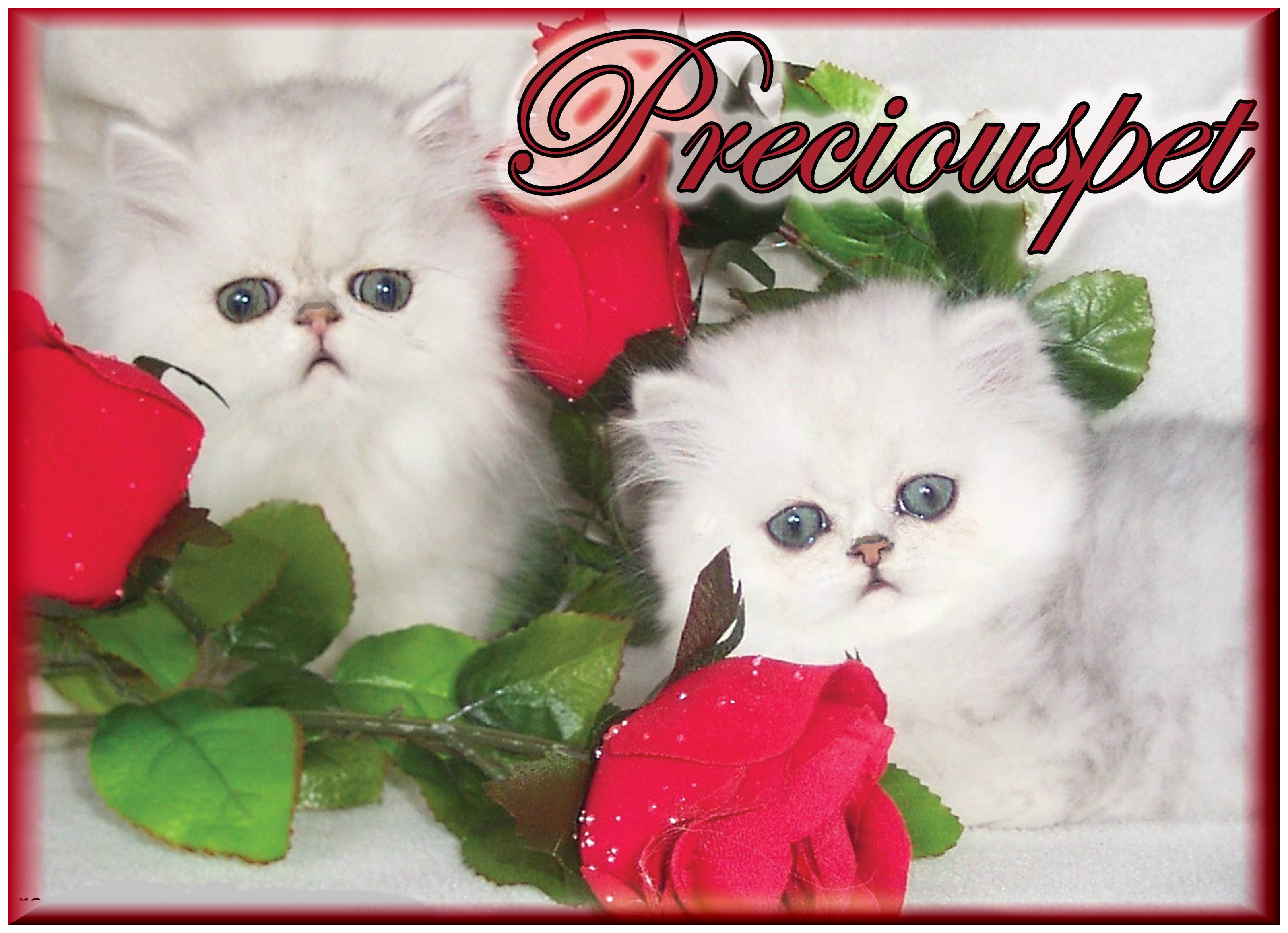 Preciouspets Denny Crane Esq. & Sirius Milo