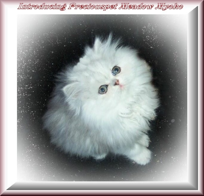 Preciouspet Meadow Myoko-8wks