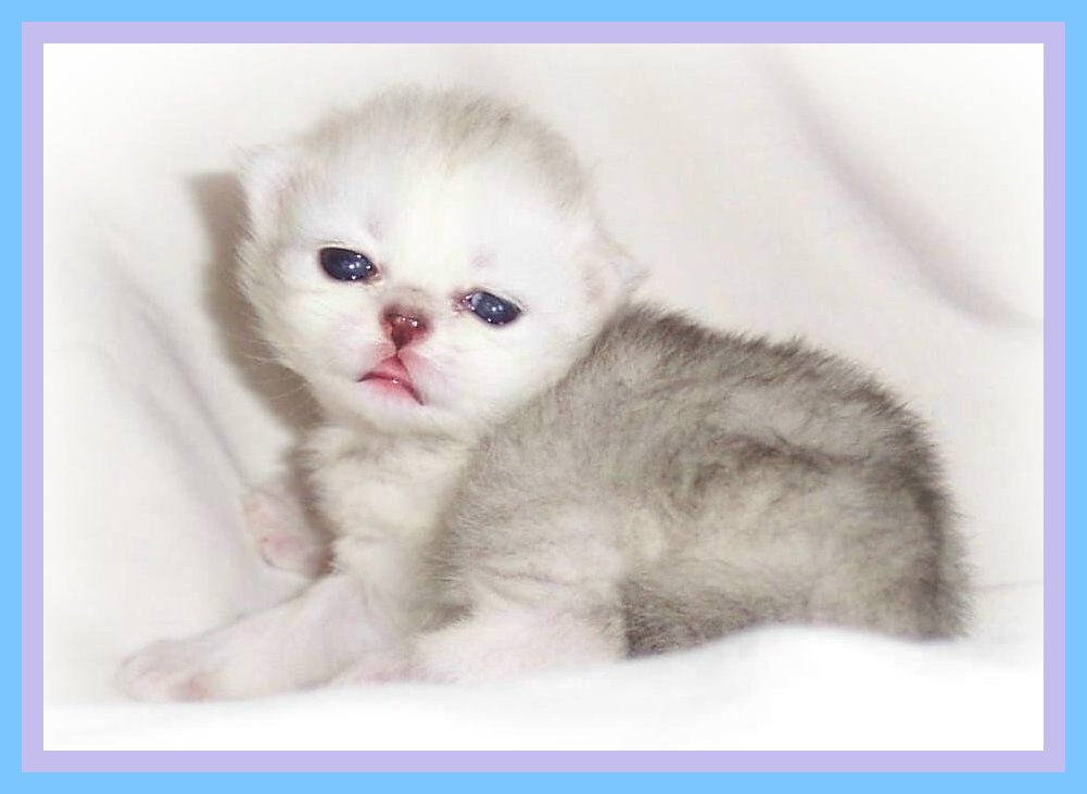 Poppy-2wks