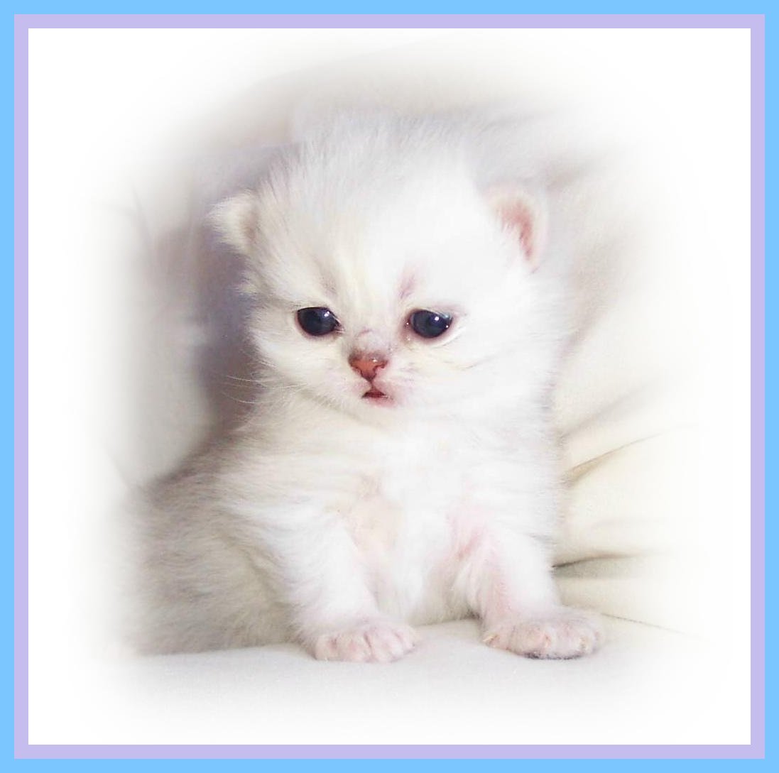 Dexter-2 wks.