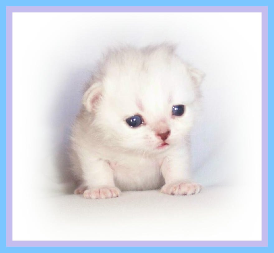 Baby Sosa-2wks.