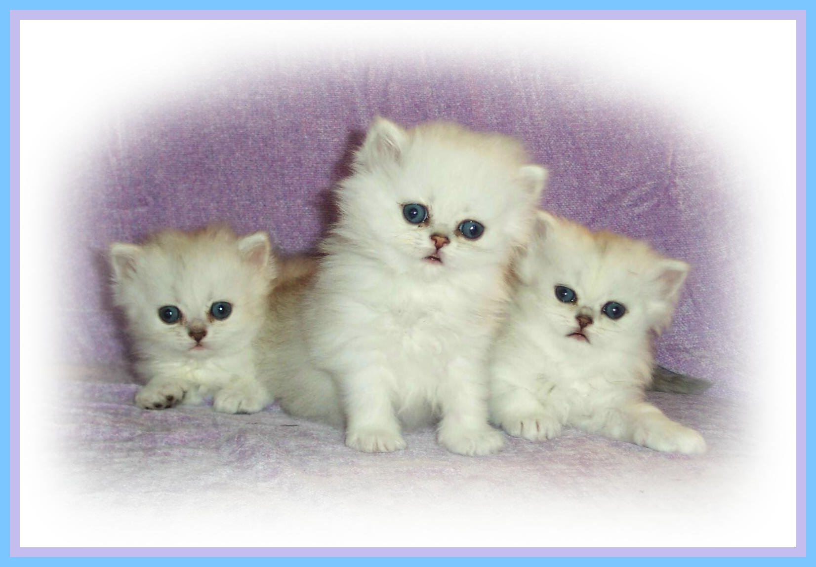 Preciouspet 3 Mousekateers!