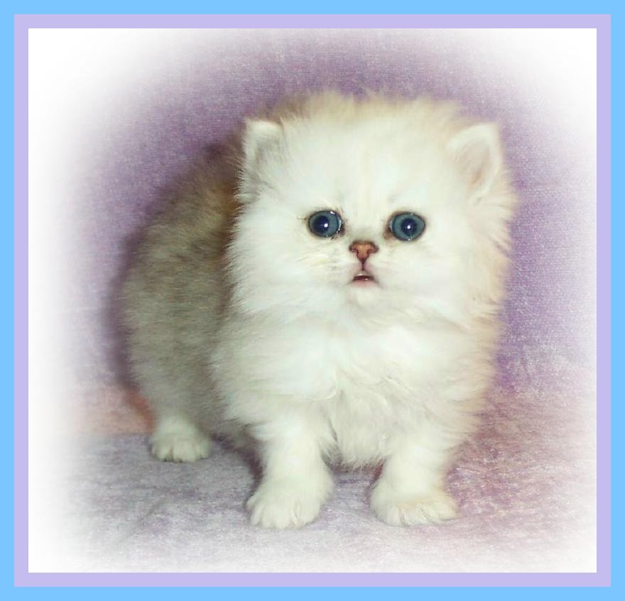 Poppy-1 mo