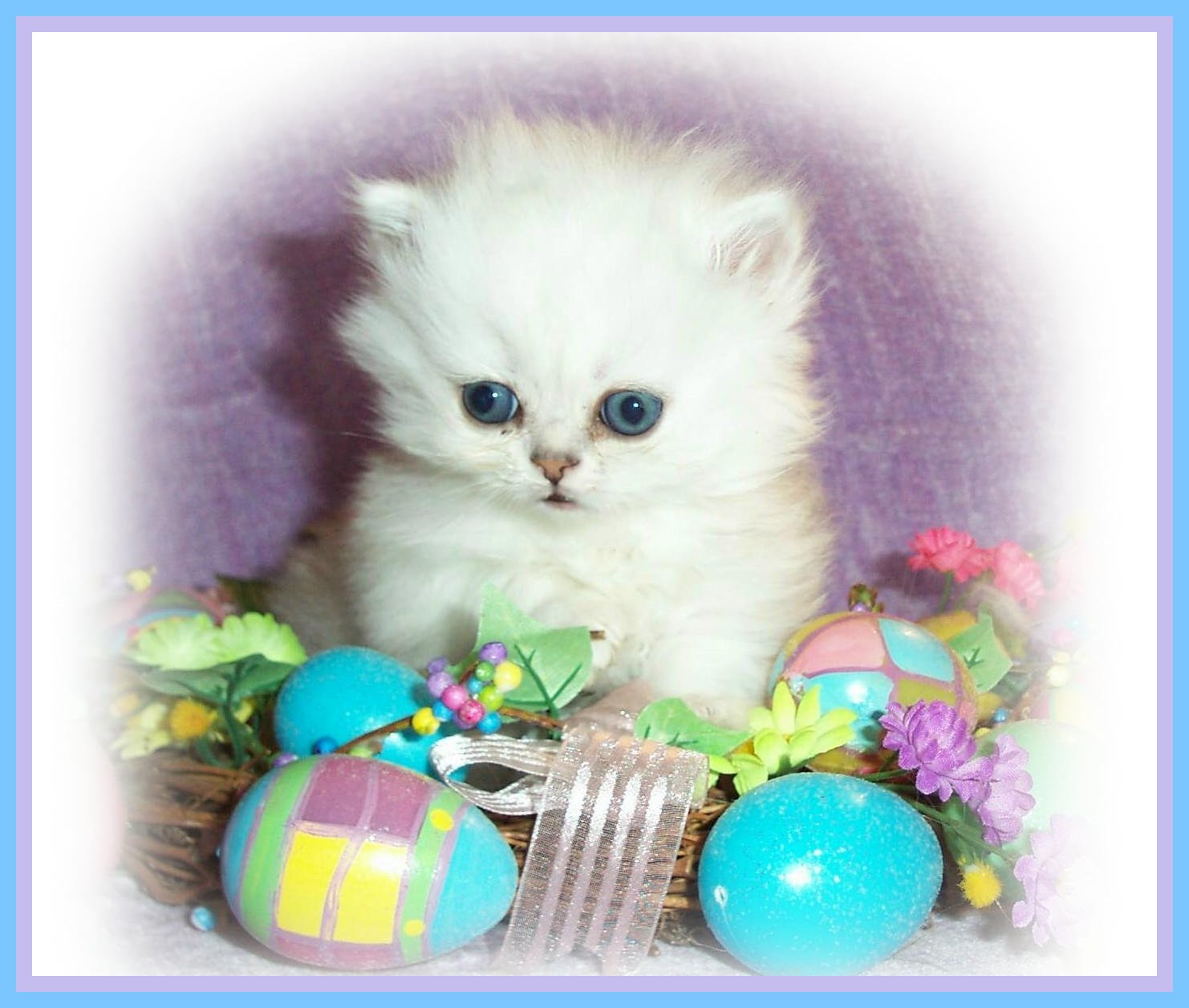 Baby Sosa-2wks