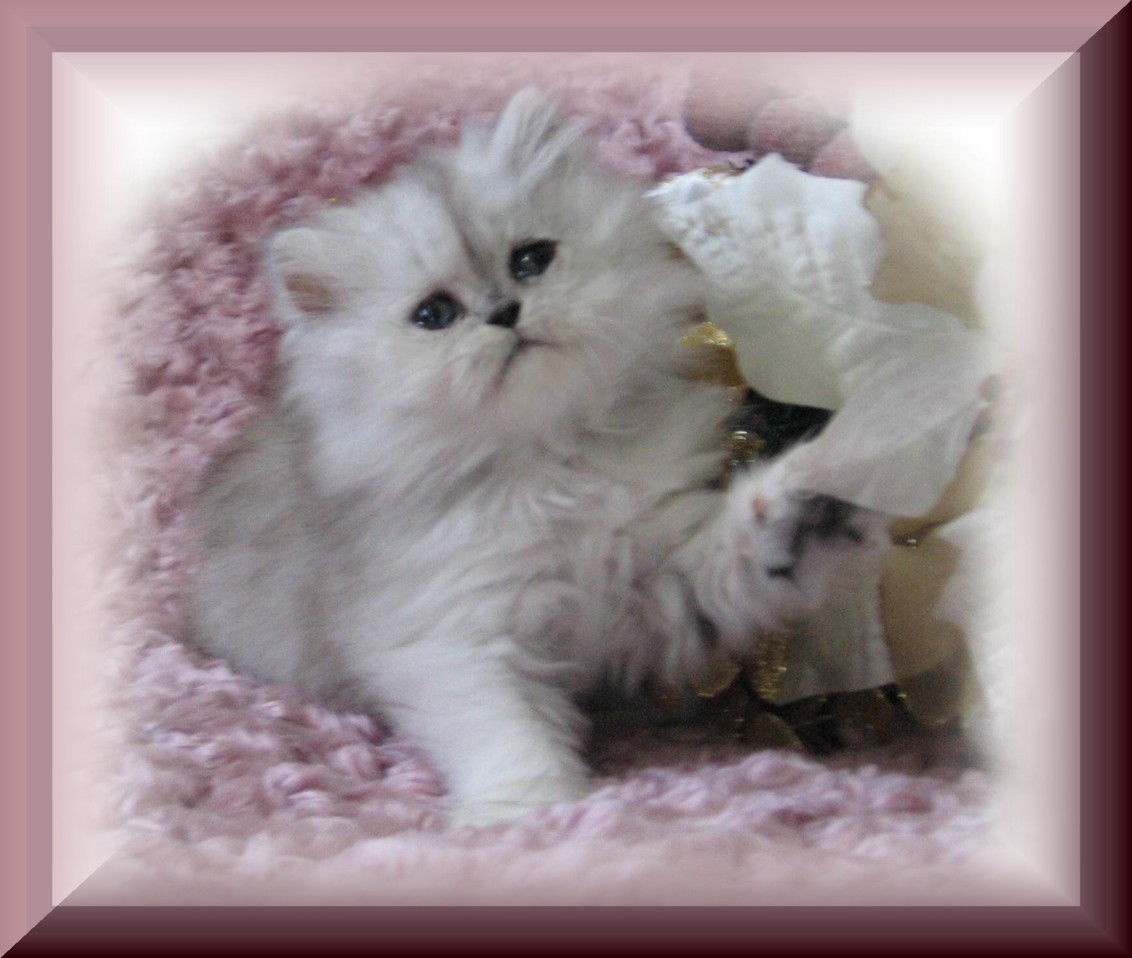Maybe Sophie-6wks