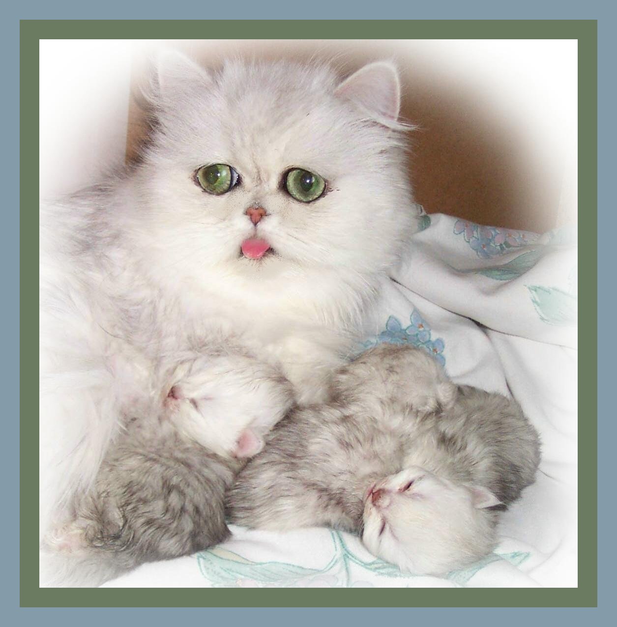 Funny Girl& babies
