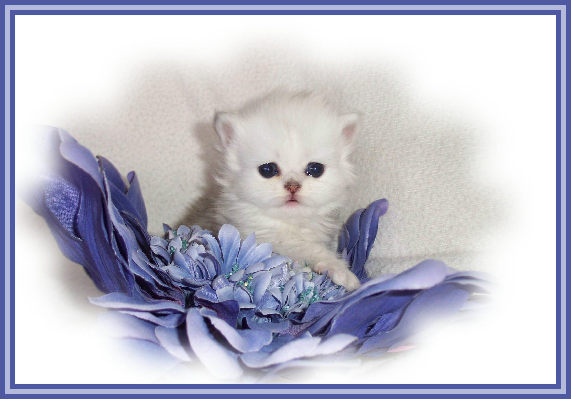 Boo Jr- 3wks. 