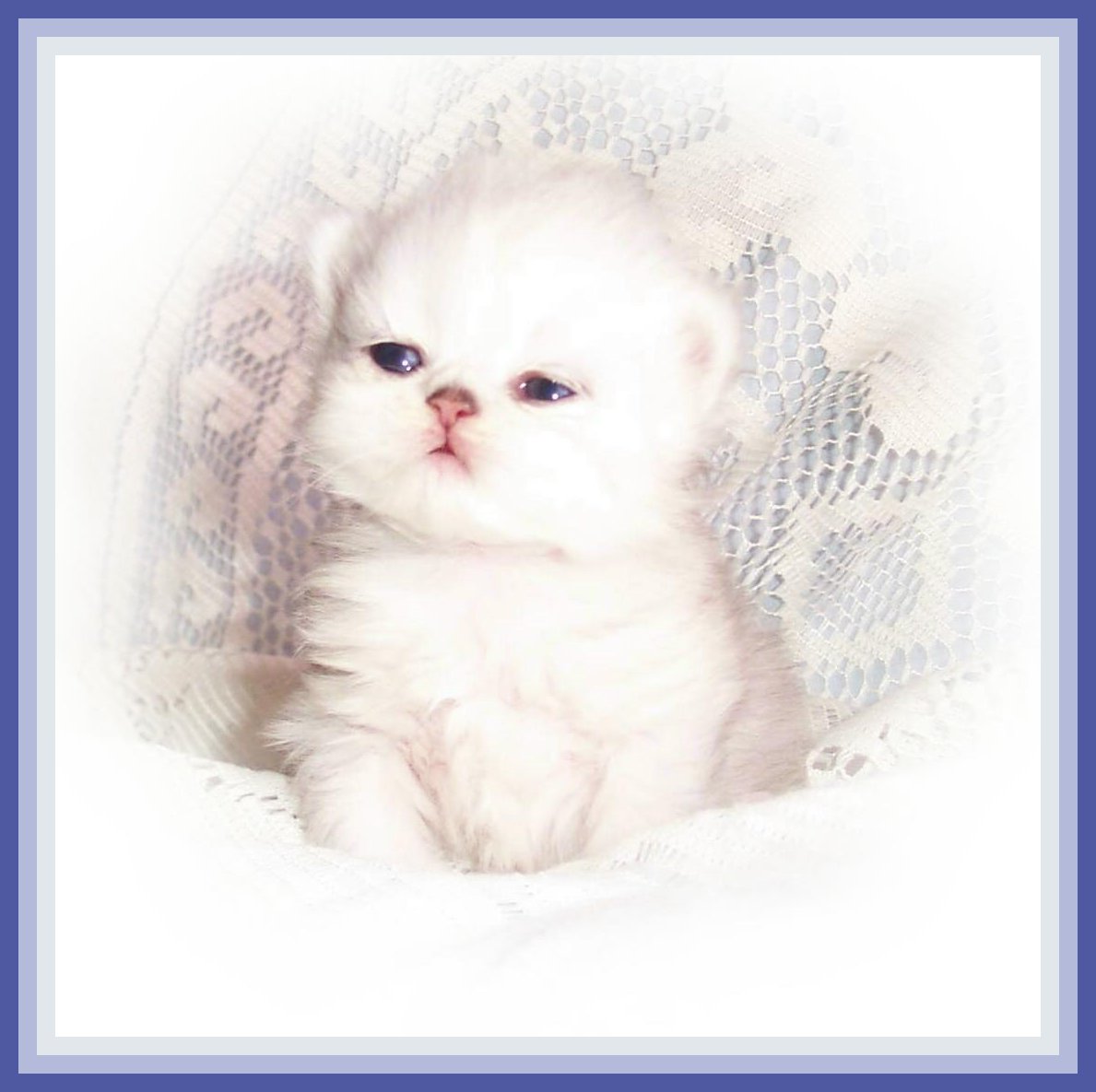 Baby Boy 2-2wks