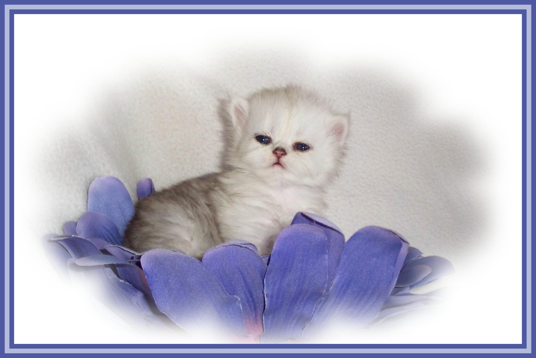 Churchill-3wks