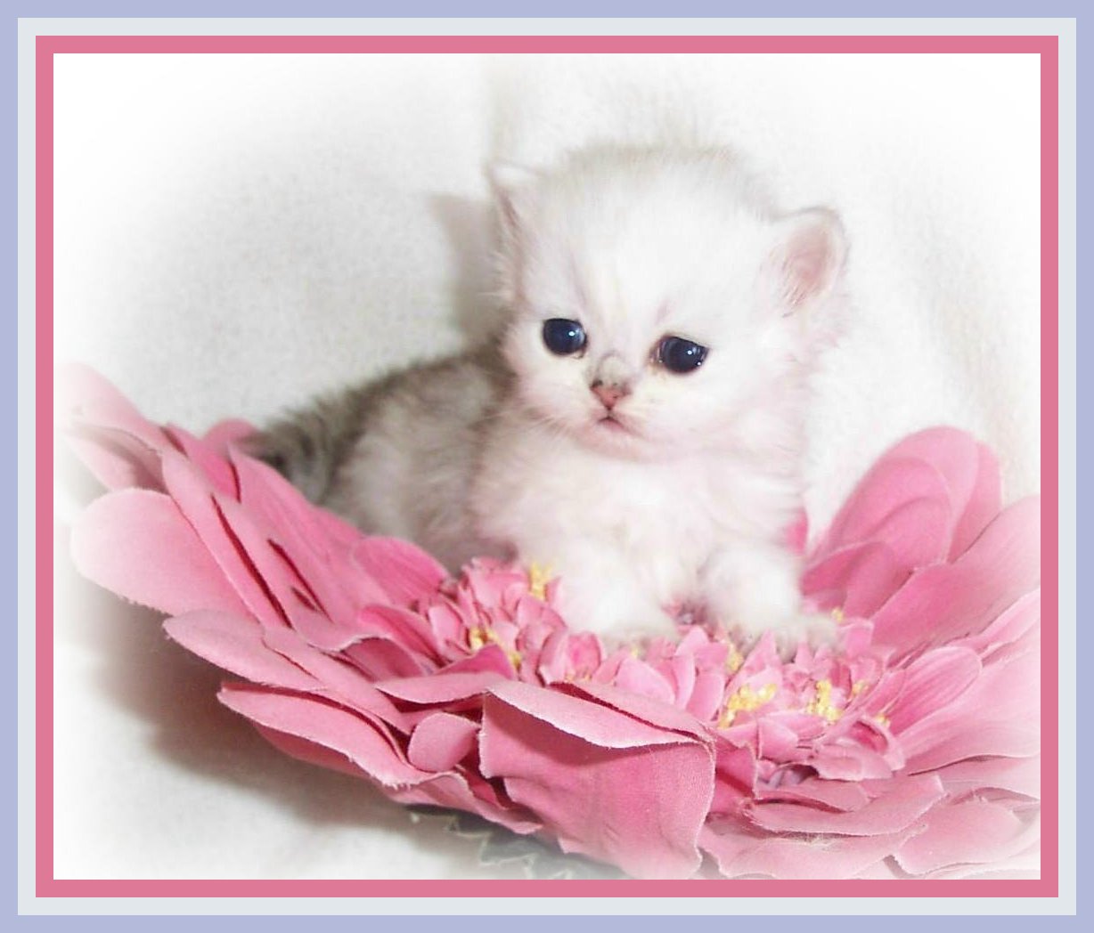 Moewna Lisa=3wks