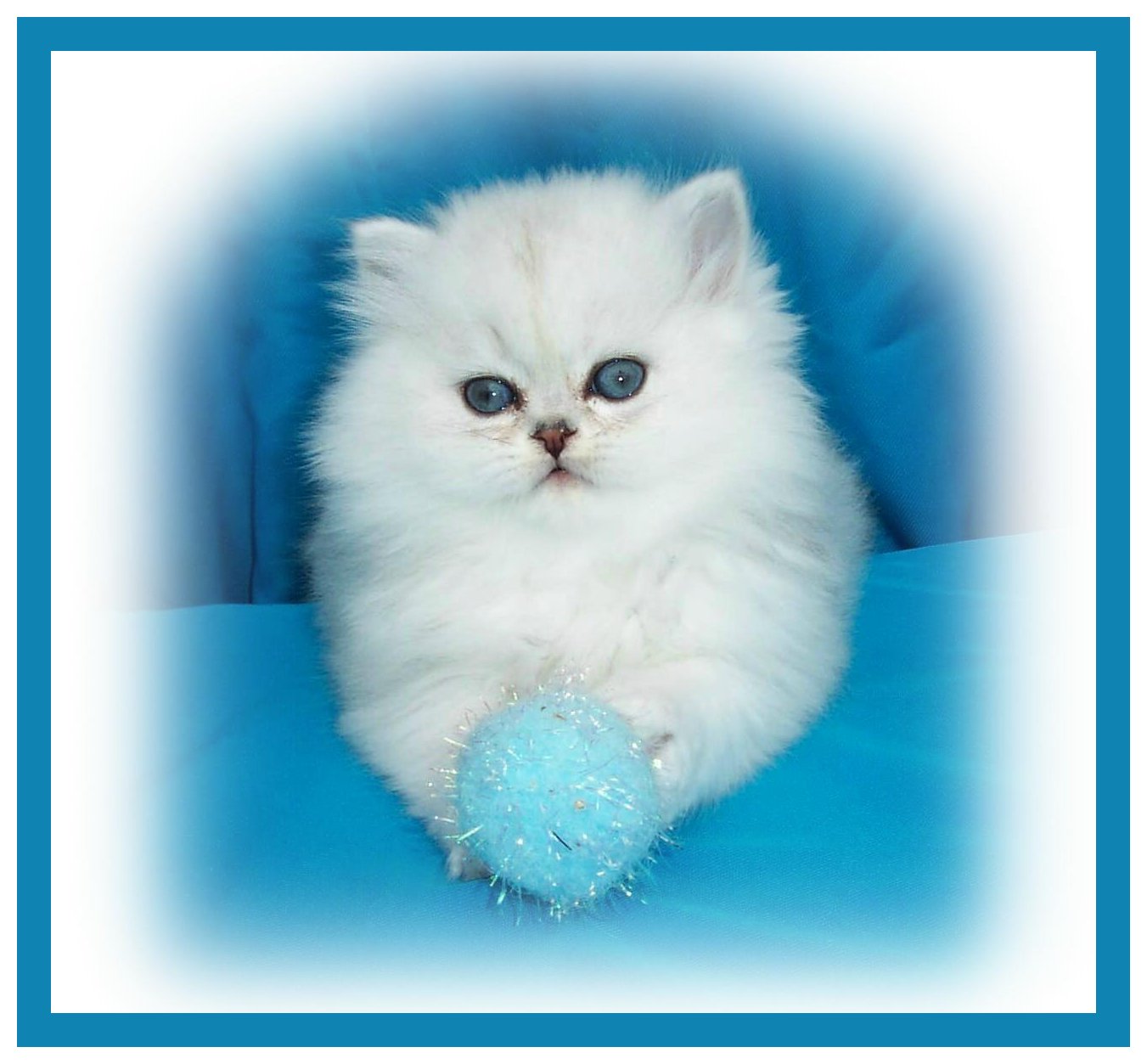 Master Dexter-6wks