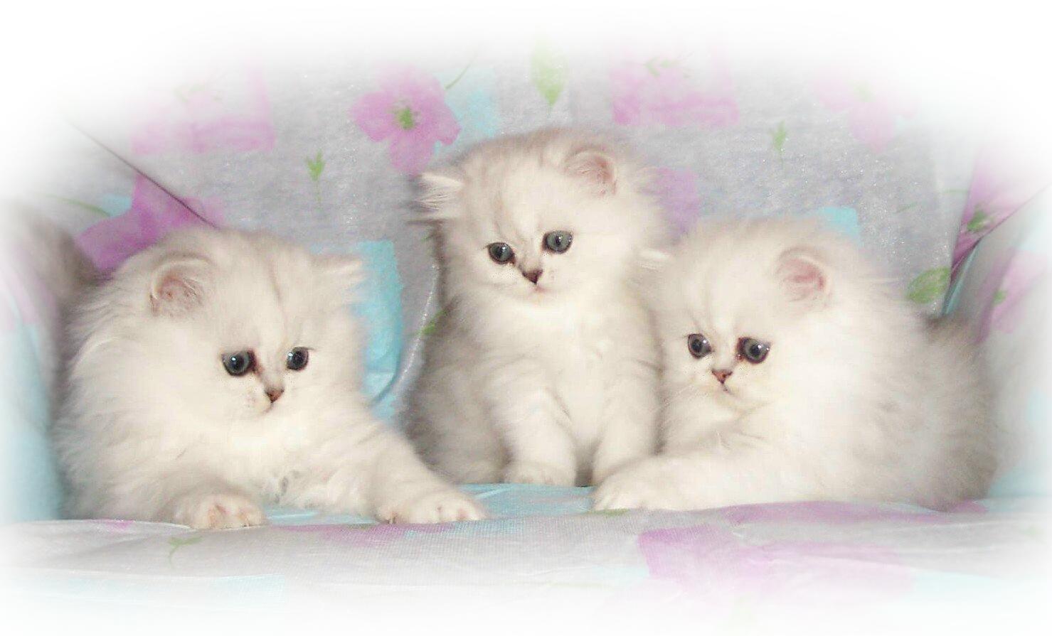 Sundae kits-8 wks !