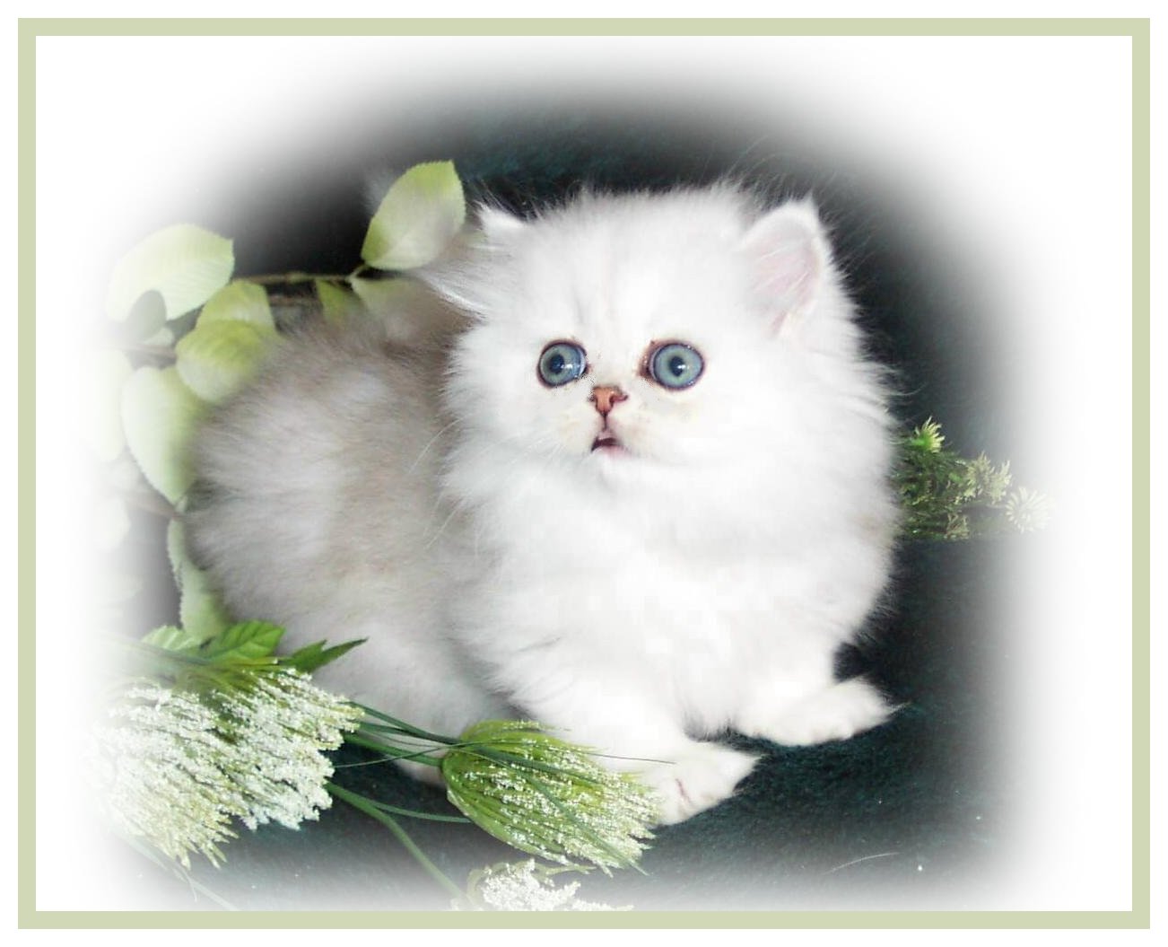 PoppyMiron-8wks