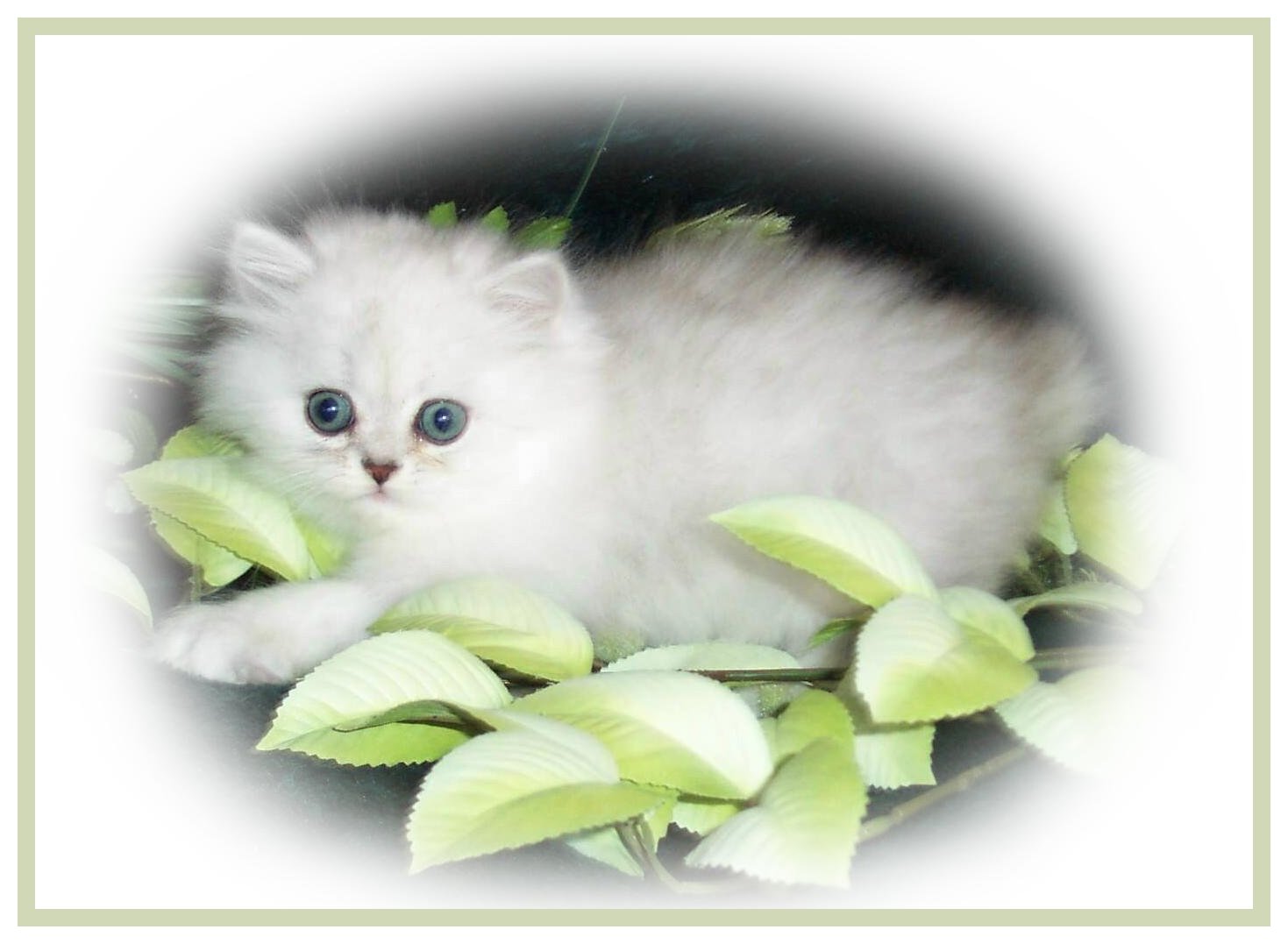 Happy Sasa-8wks