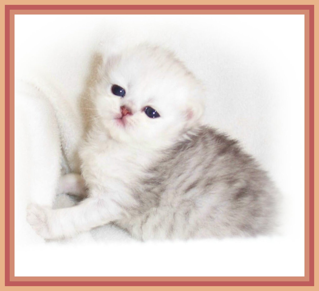 Preciouspet "Vega"