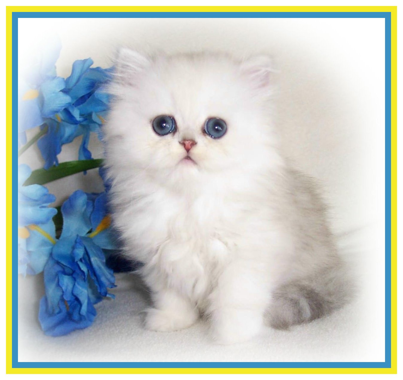 Preciouspet BooJr