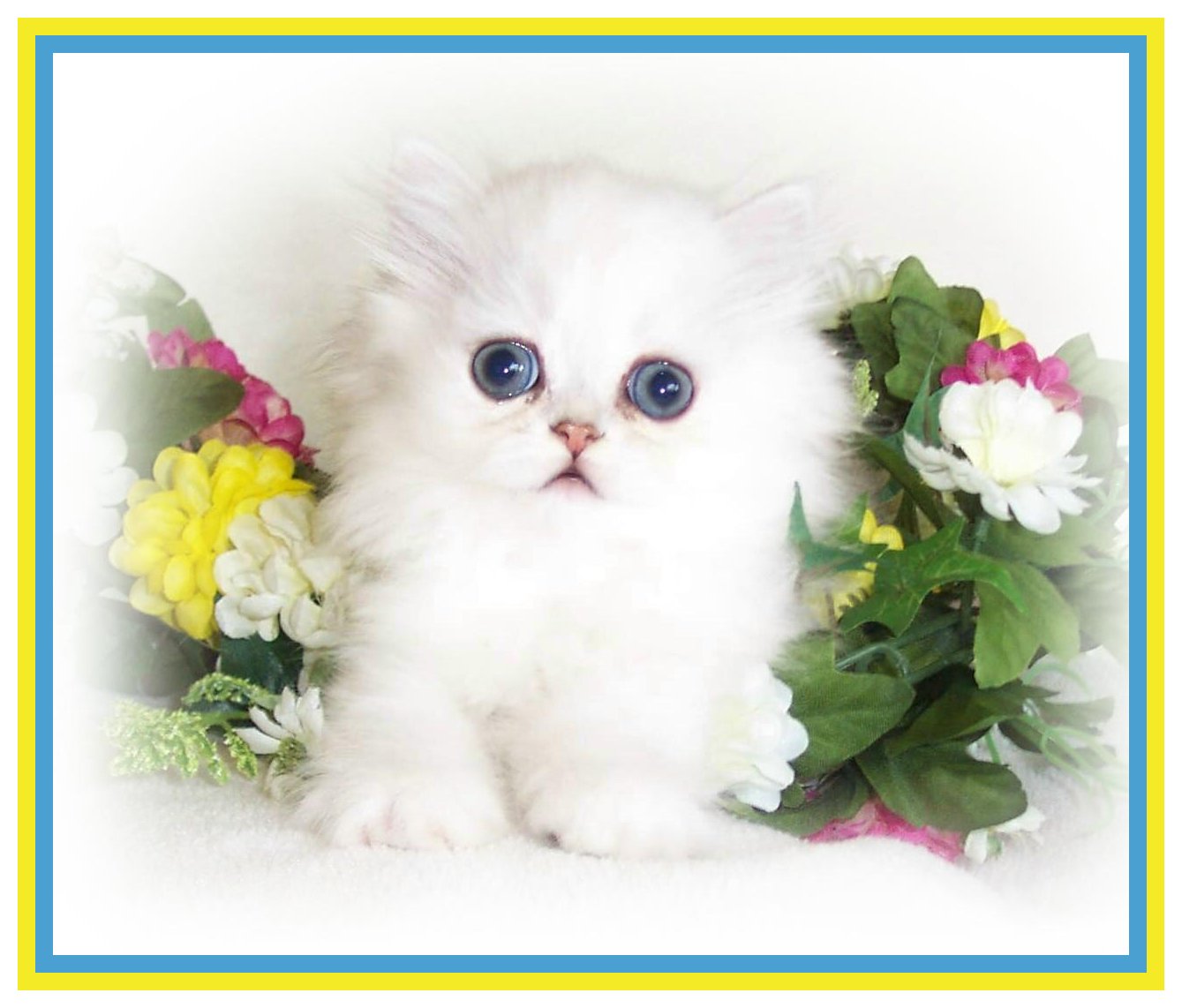 My Meowna