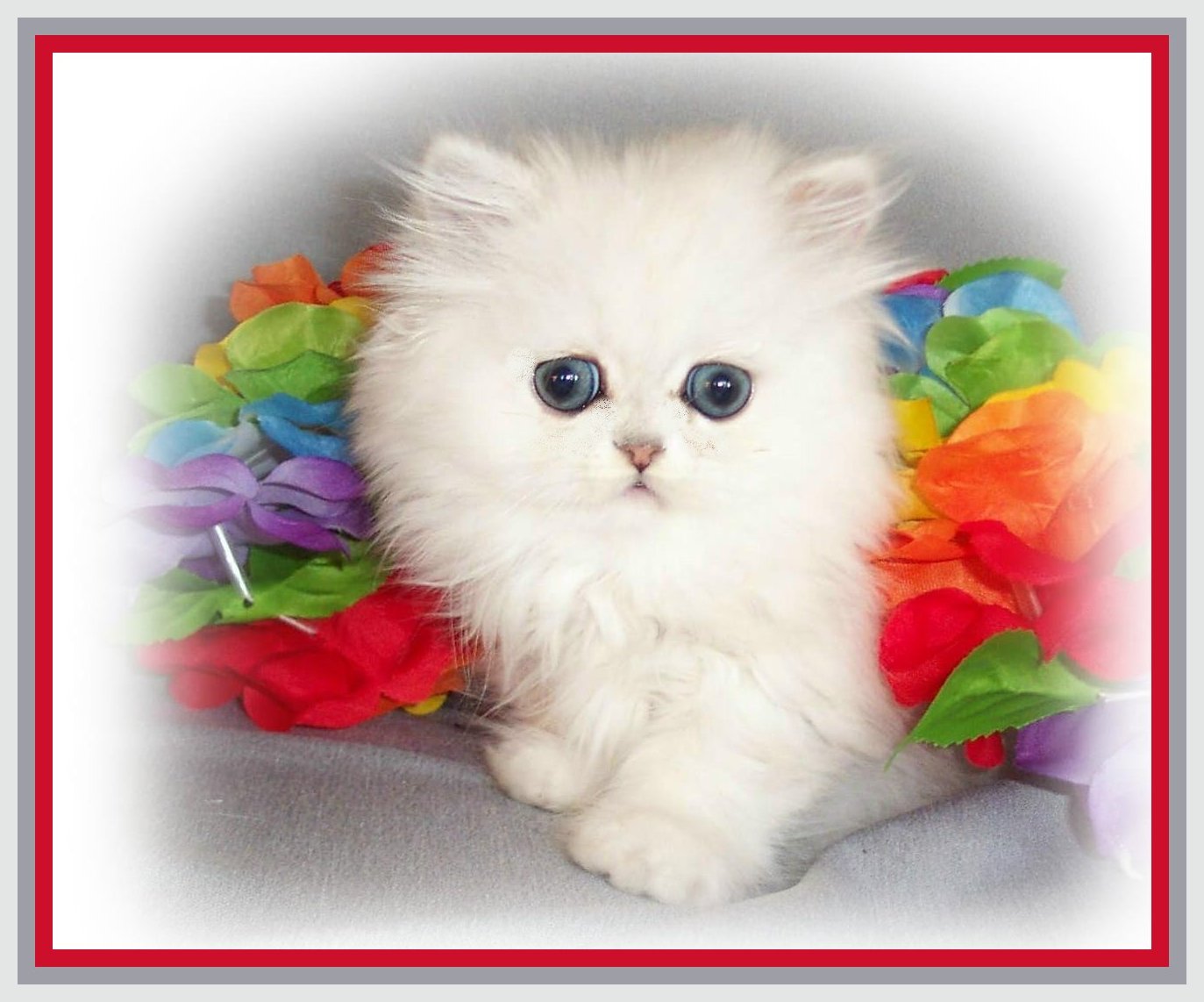Boo is Available