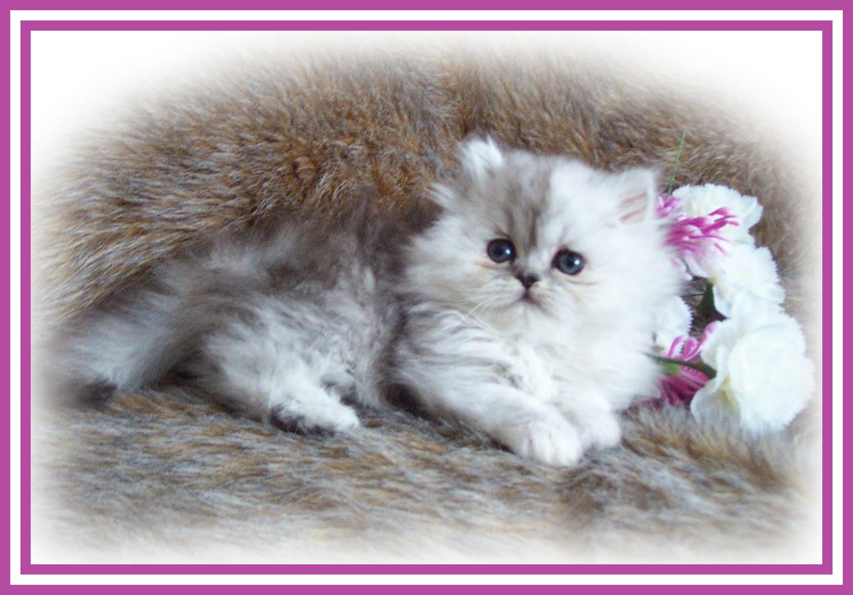 Miss Bree Trembley-7 wks