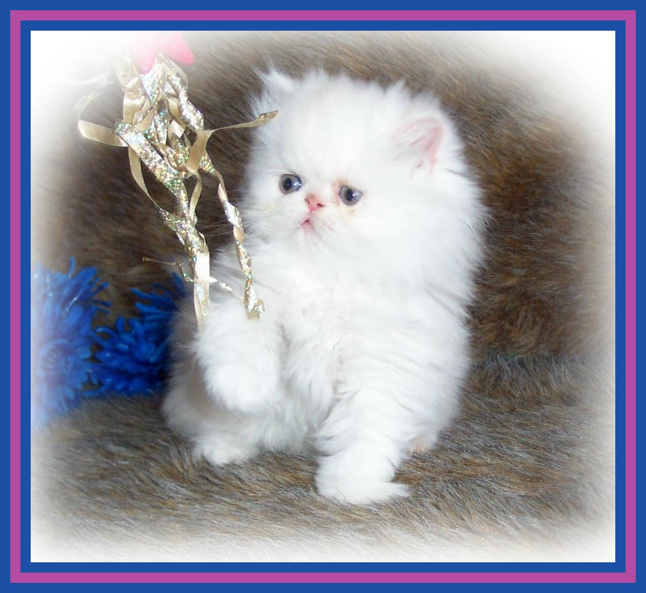 Master Chapman-7 wks