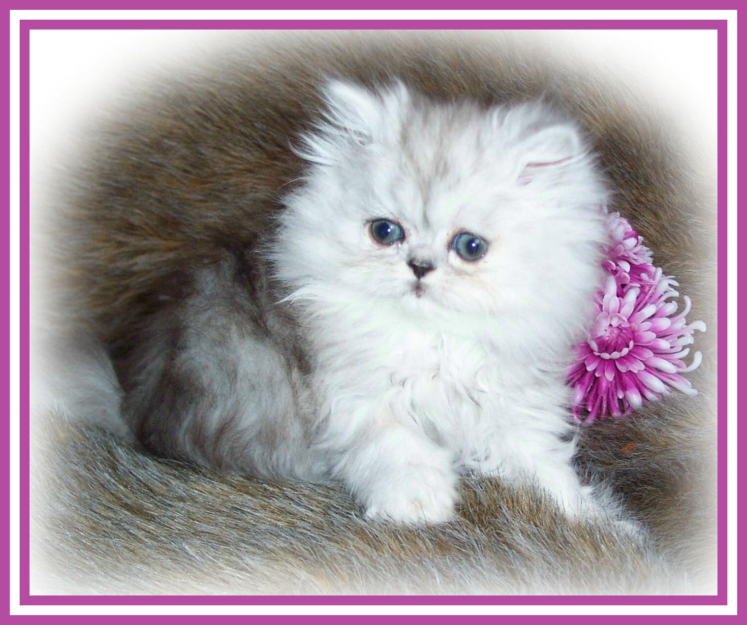Baby DebJW-7wks