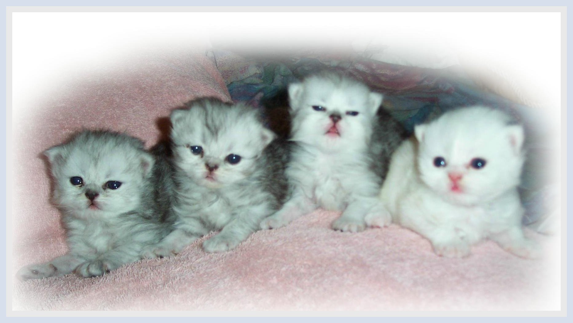 Karma Kittens 2 wks.