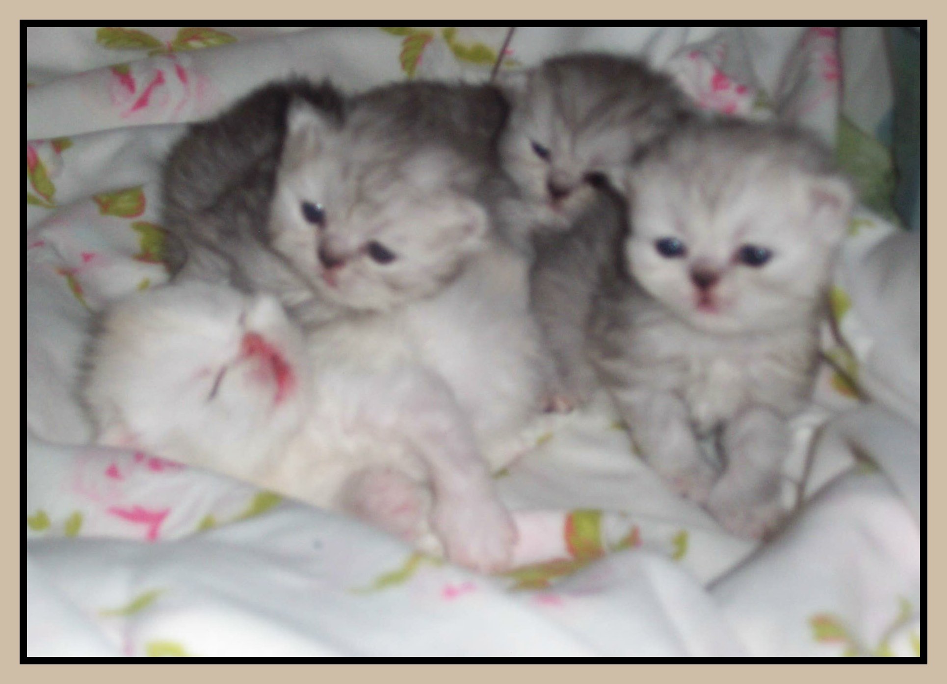 Peach Babies - 2 wks !