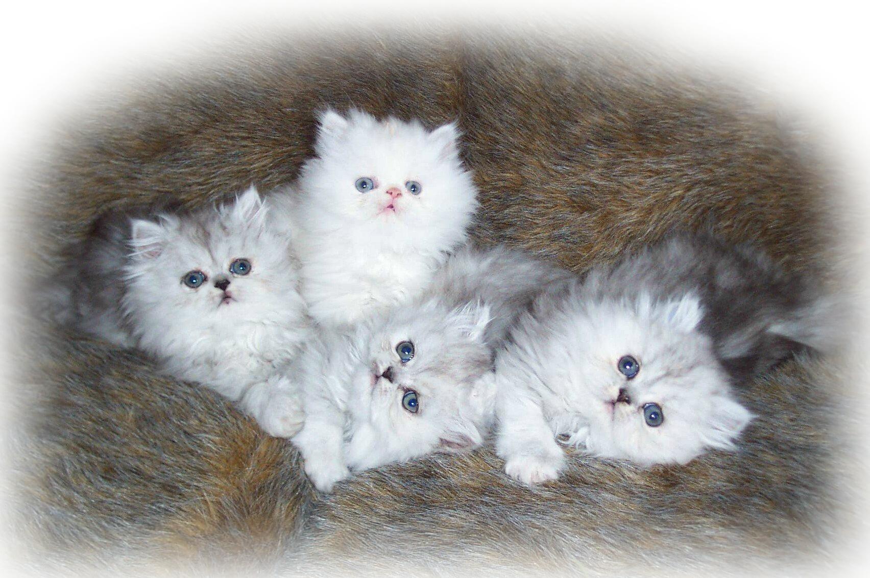 Peaches Babies - 7 wks 