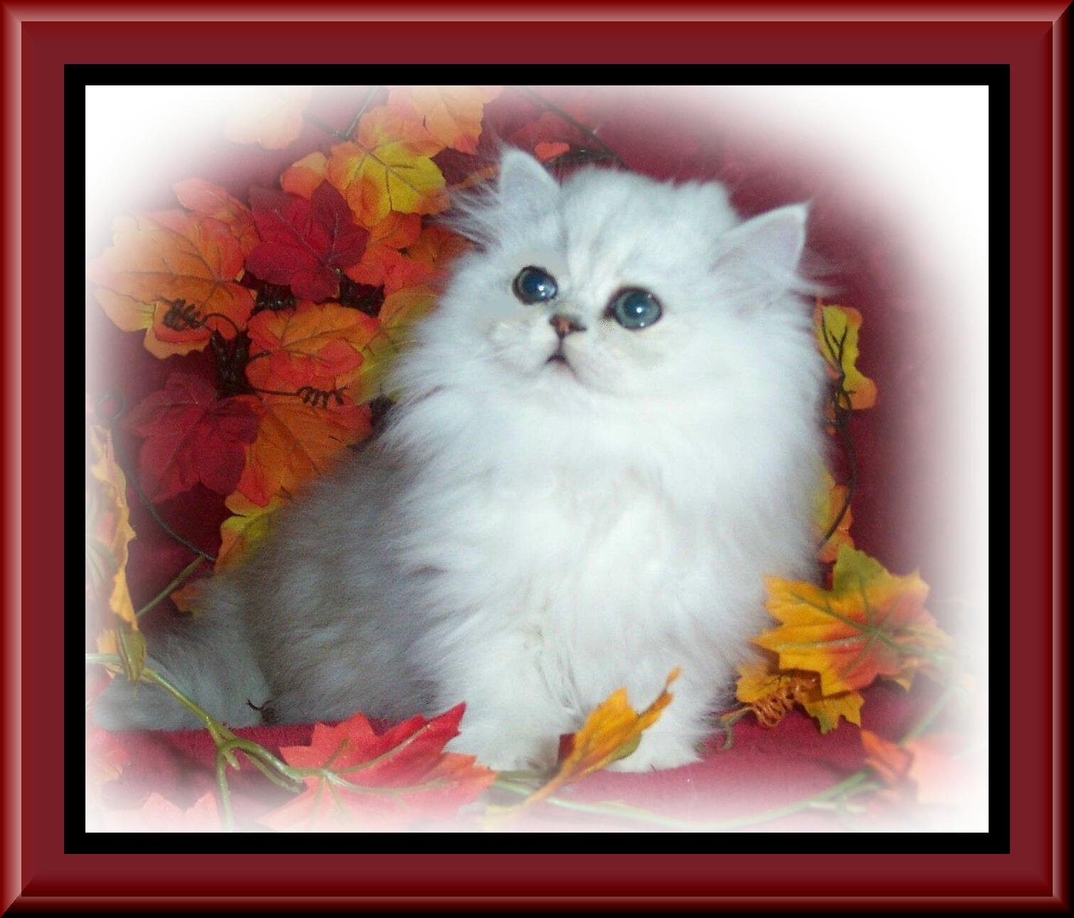 Preciouspet Romeo