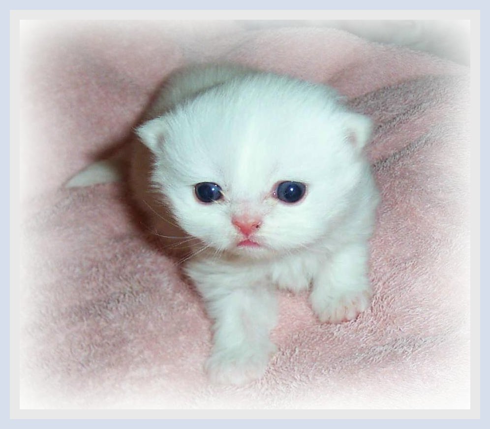 Baby Rowan-2wks