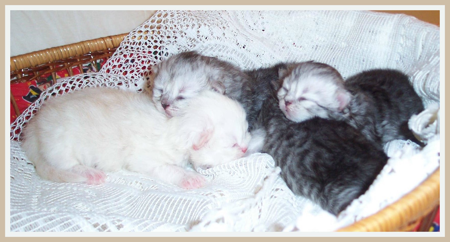 Karma's Newborns