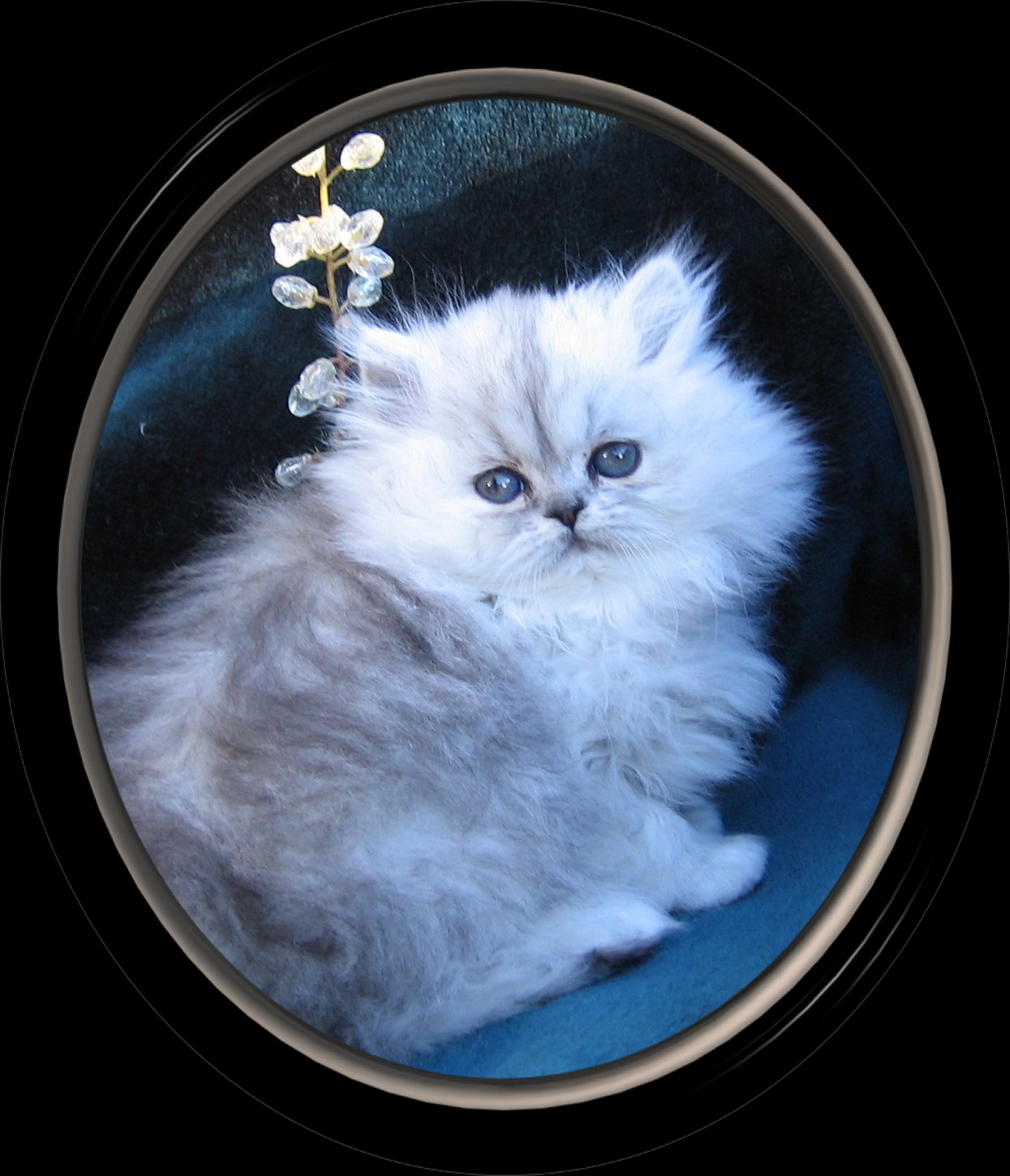 Introducing Miss Belle Harbinson !