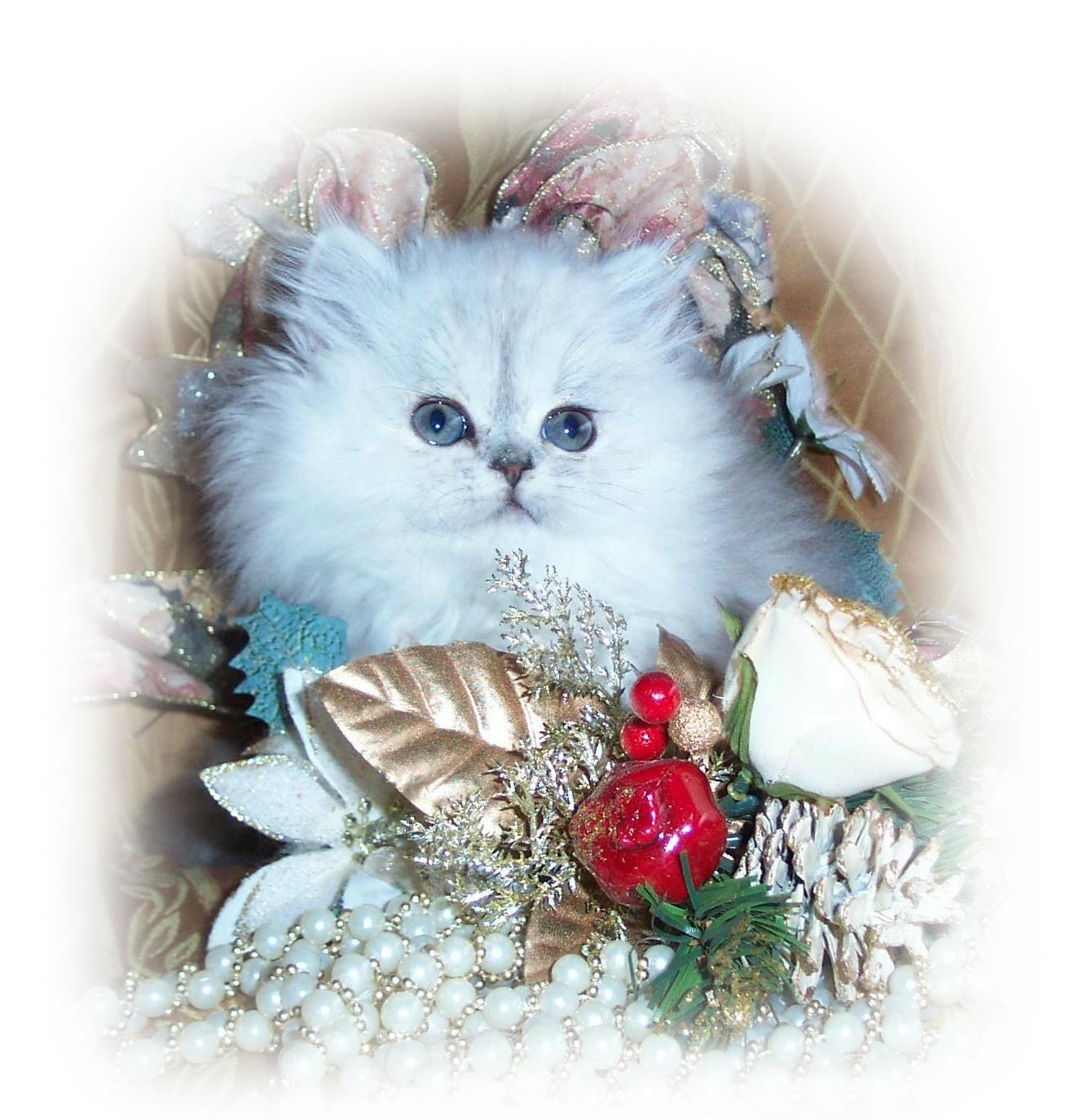 Miss Belle Harbinson